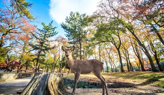 奈良公園
